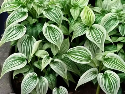 False Solomon’s Seal (Maianthemum Stellatum)