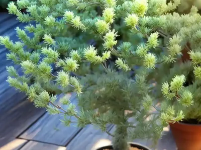 False Willow (Baccharis Angustifolia)