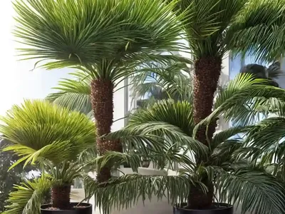 Fan Palm (Livistona Jenkinsiana)