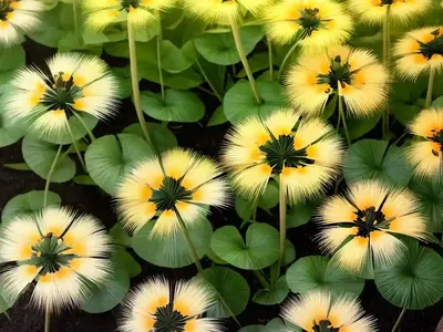 Farfugium (Farfugium Japonicum Var. Giganteum)