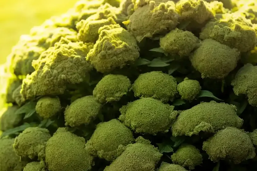 Fat-hen (chenopodium album) — photo 2