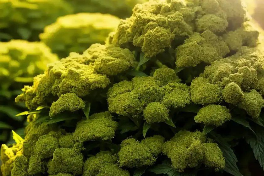 Fat-hen (chenopodium album) — photo 3