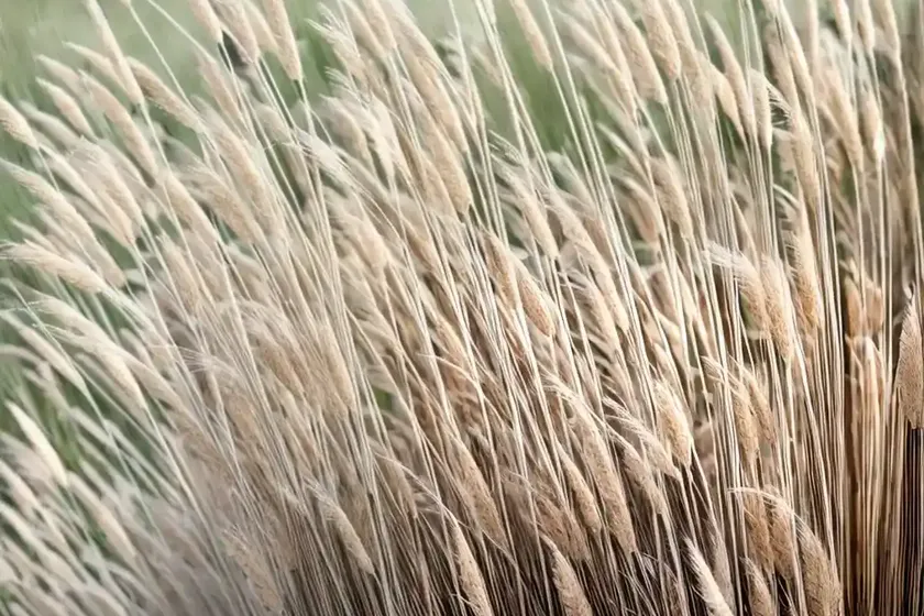 Feather reed grass (calamagrostis x acutiflora) — photo 2