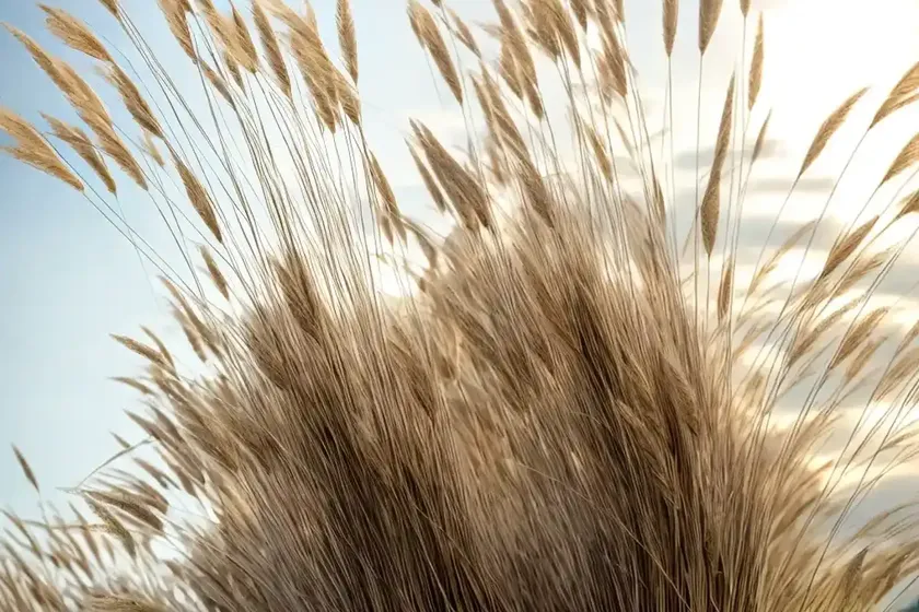 Feather reed grass (calamagrostis x acutiflora) — photo 3