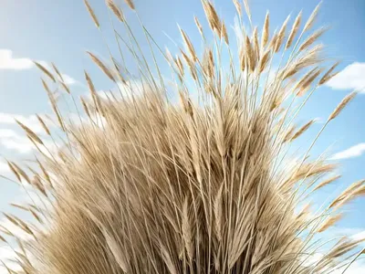 Feather Reed Grass (Calamagrostis X Acutiflora)