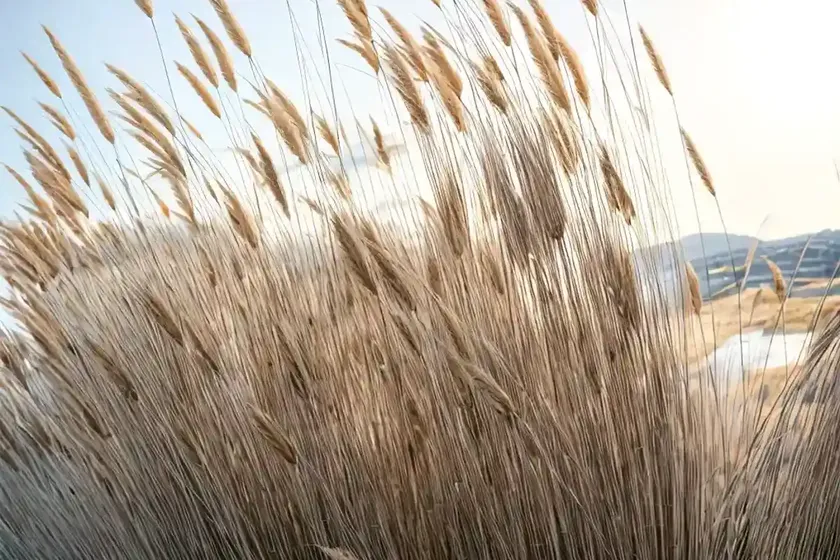 Feather reed grass (calamagrostis x acutiflora ‘avalanche’) — photo 2