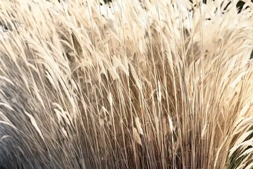 Feather reed grass (calamagrostis x acutiflora ‘avalanche’) — photo 3