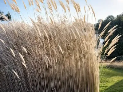 Feather Reed Grass (Calamagrostis X Acutiflora ‘Avalanche’)