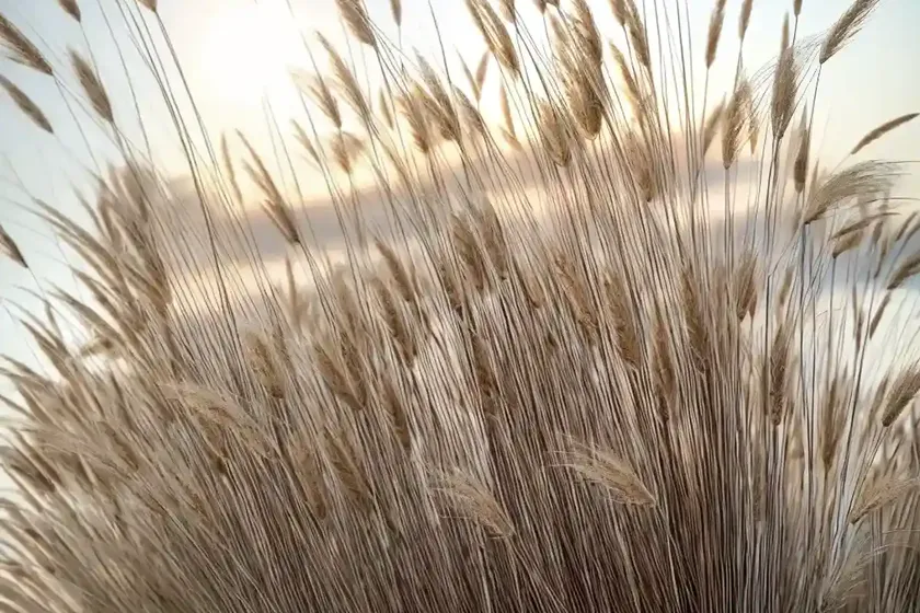 Feather reed grass (calamagrostis x acutiflora ‘overdam’) — photo 2
