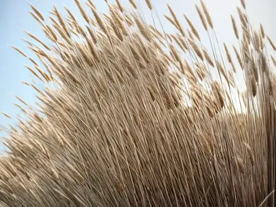 Feather Reed Grass (Calamagrostis X Acutiflora ‘Overdam’)