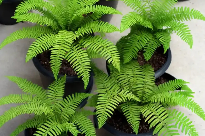 Felt Fern (Pyrrosia Hastata) — photo 2