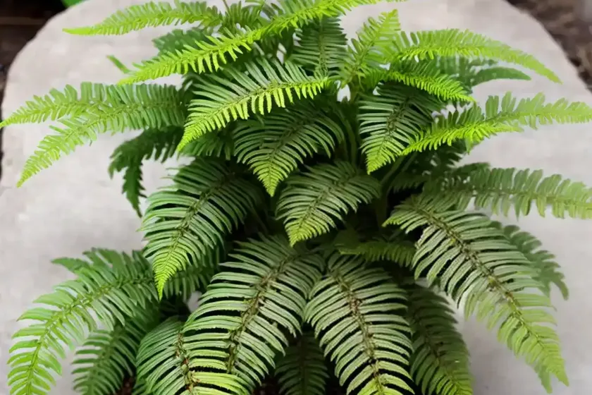 Felt Fern (Pyrrosia Hastata) — photo 3