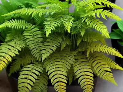 Felt Fern (Pyrrosia Hastata)