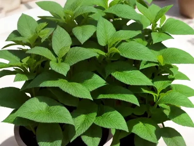 Felt Herb (Filago Neglecta)