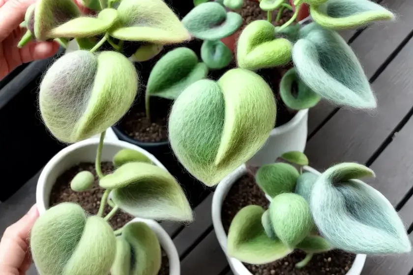 Felted pepperface (peperomia incana) — photo 3
