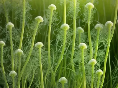 Fennel (Foeniculum Vulgare)