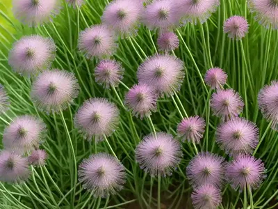 Fennel (Foeniculum Vulgare ‘Purpureum’)