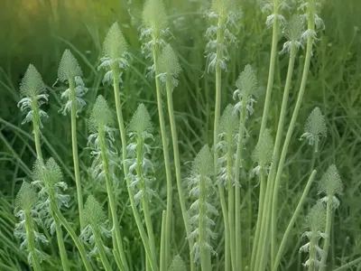 Fennel (Foeniculum Vulgare ‘Smokey’)