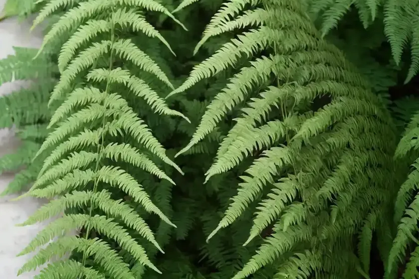 Fern-leaf aralia (polyscias filicifolia) — photo 2