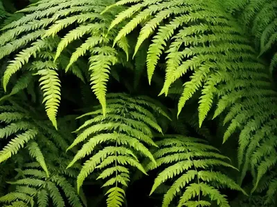 Fern-leaf Aralia (Polyscias Filicifolia)