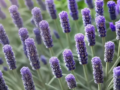 Fern-leaf Lavender (Lavandula Multifida)