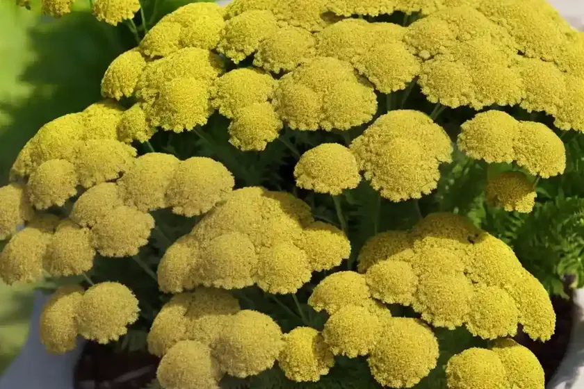 Fern-leaf yarrow (achillea filipendulina ‘cloth of gold’) — photo 2