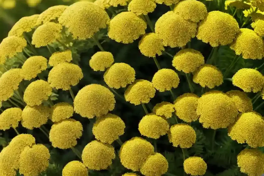 Fern-leaf yarrow (achillea filipendulina ‘cloth of gold’) — photo 3