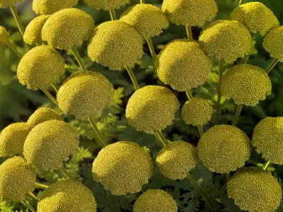 Fern-leaf Yarrow (Achillea Filipendulina ‘Cloth Of Gold’)