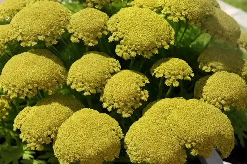 Fern-leaf Yarrow (Achillea Filipendulina ‘Gold Plate’) — photo 2