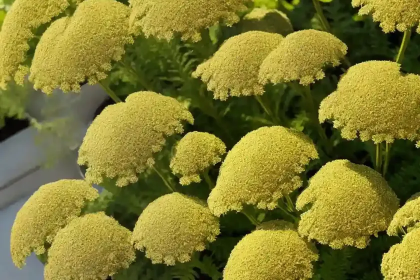 Fern-leaf Yarrow (Achillea Filipendulina ‘Gold Plate’) — photo 3