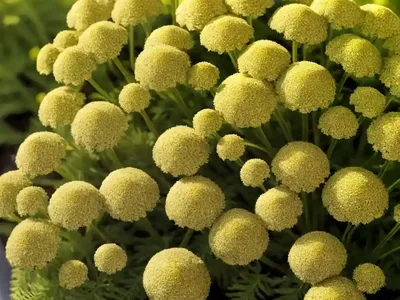 Fern-leaf Yarrow (Achillea Filipendulina ‘Gold Plate’)