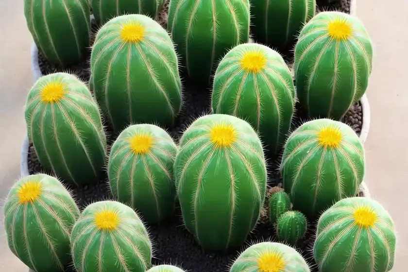 Fernleaf cactus (marniera chrysocardium) — photo 2