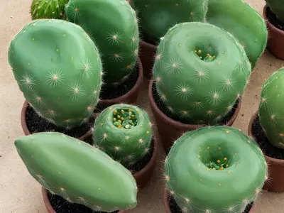 Fernleaf Cactus (Marniera Chrysocardium)