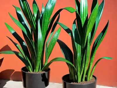 Fernwood Snake Plant (Sansevieria ‘fernwood’ Mikado)