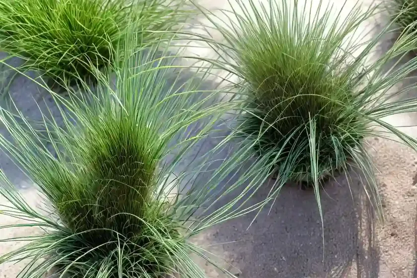 Festuca burgundiana (festuca burgundiana auquier) — photo 3