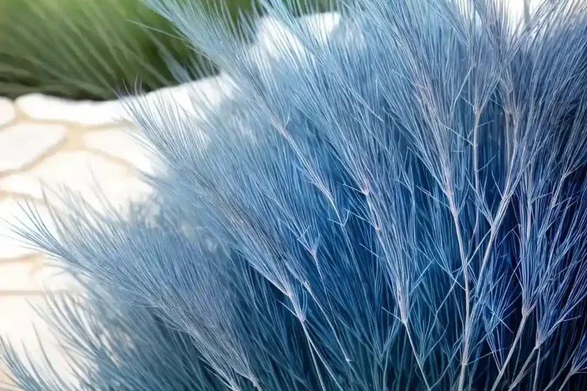 Festuca glauca ‘beyond blue’ (blue fescue) — photo 2