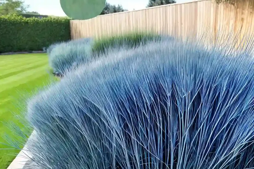 Festuca glauca ‘beyond blue’ (blue fescue) — photo 3