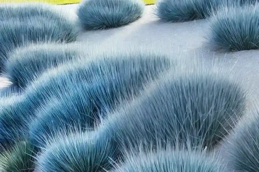 Festuca glauca ‘blaufuchs’ (blue fescue) — photo 2