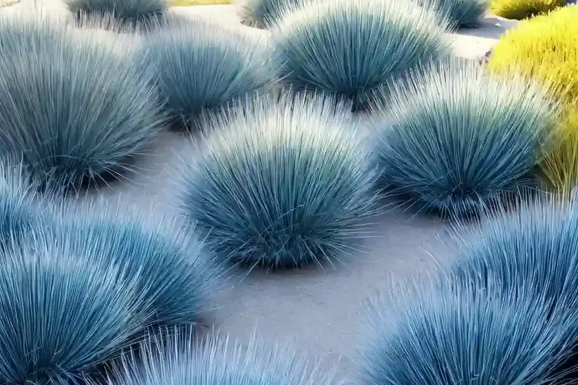Festuca glauca ‘blaufuchs’ (blue fescue) — photo 3