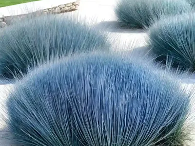 Festuca Glauca ‘Blaufuchs’ (Blue Fescue)
