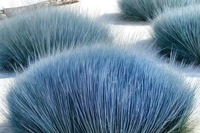 Festuca glauca ‘blaufuchs’ (blue fescue)