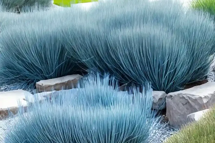 Festuca glauca ‘elijah blue’ (blue fescue) — photo 2