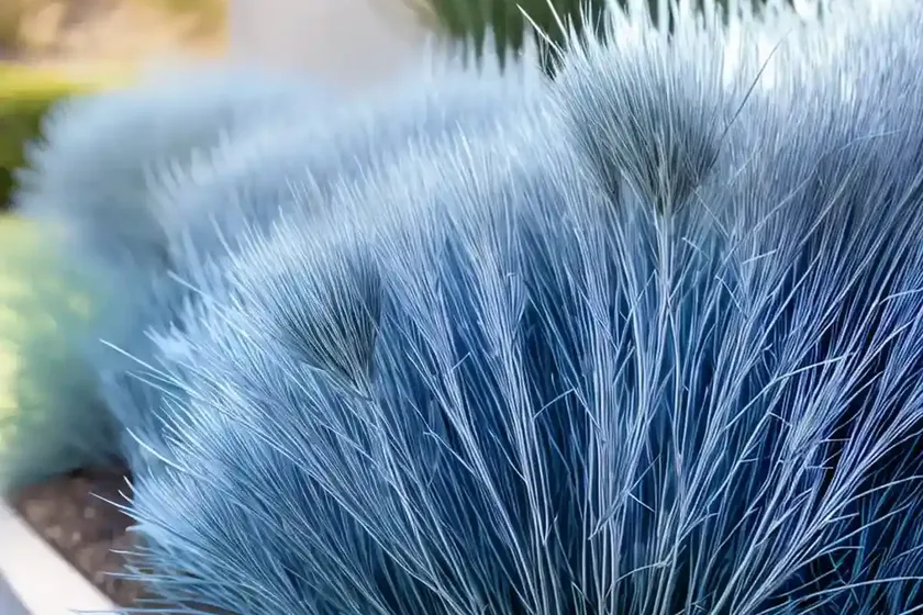 Festuca glauca ‘elijah blue’ (blue fescue) — photo 3