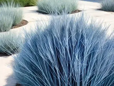Festuca Glauca ‘Elijah Blue’ (Blue Fescue)