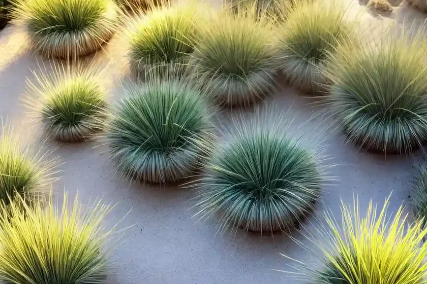 Festuca heterophylla (festuca heterophylla) — photo 3