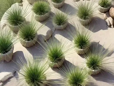 Festuca Heterophylla (Festuca Heterophylla)