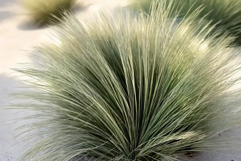 Festuca mairei (atlas fescue) — photo 2