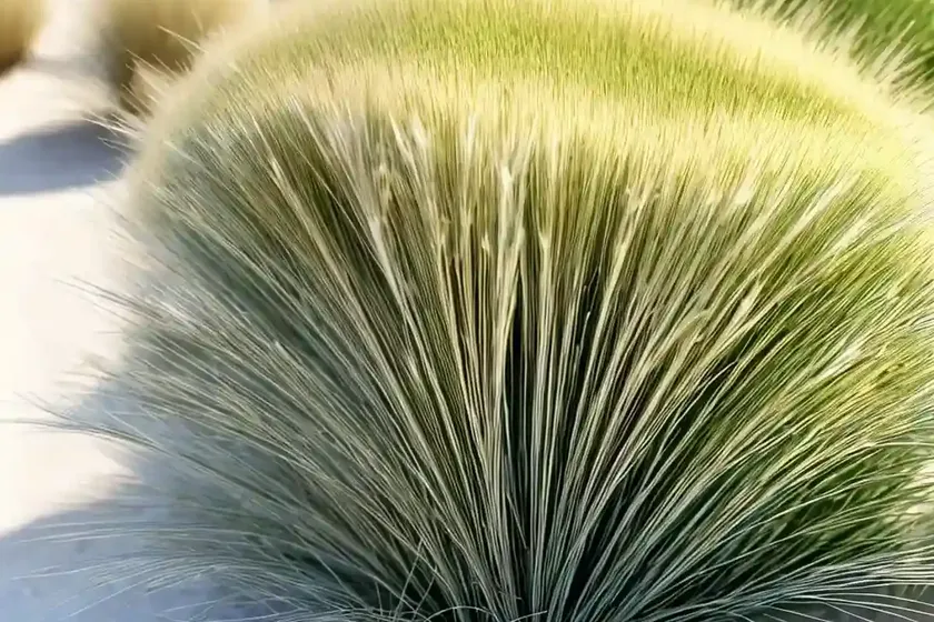 Festuca mairei (atlas fescue) — photo 3