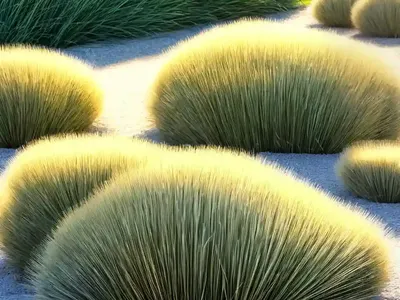 Festuca Mairei (Atlas Fescue)