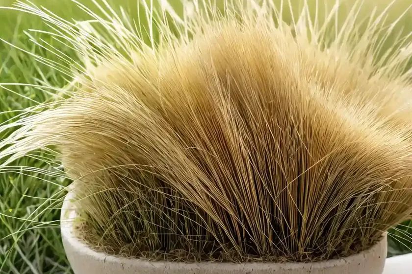 Festuca ovina (sheep fescue) — photo 2